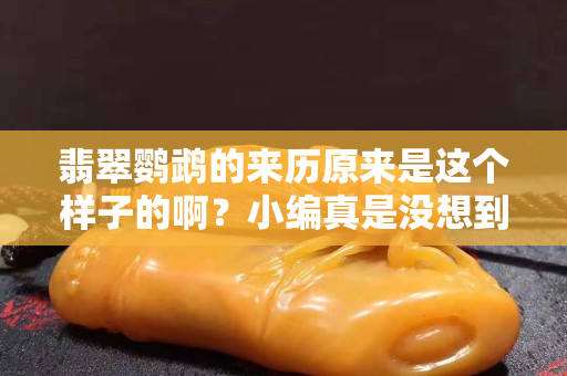 翡翠鹦鹉的来历原来是这个样子的啊？小编真是没想到啊