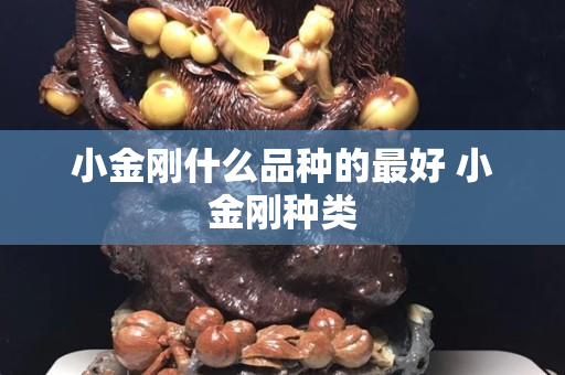 小金刚什么品种的最好 小金刚种类