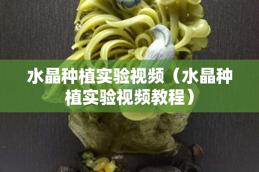 水晶种植实验视频（水晶种植实验视频教程）