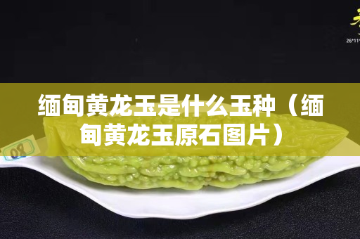 缅甸黄龙玉是什么玉种（缅甸黄龙玉原石图片）