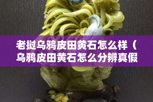 老挝乌鸦皮田黄石怎么样（乌鸦皮田黄石怎么分辨真假）