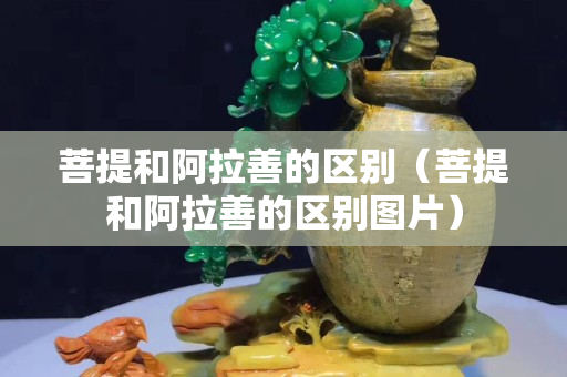 菩提和阿拉善的区别（菩提和阿拉善的区别图片）