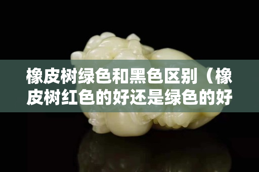 橡皮树绿色和黑色区别（橡皮树红色的好还是绿色的好？）