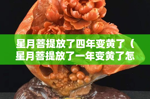 星月菩提放了四年变黄了（星月菩提放了一年变黄了怎么办）