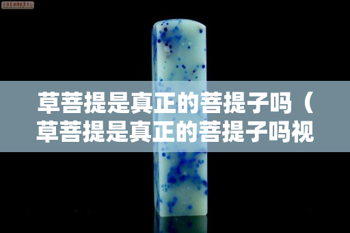 草菩提是真正的菩提子吗（草菩提是真正的菩提子吗视频）