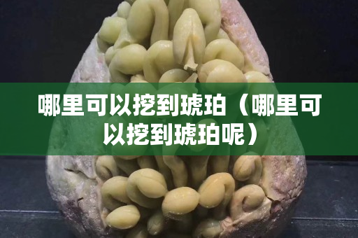 哪里可以挖到琥珀（哪里可以挖到琥珀呢）