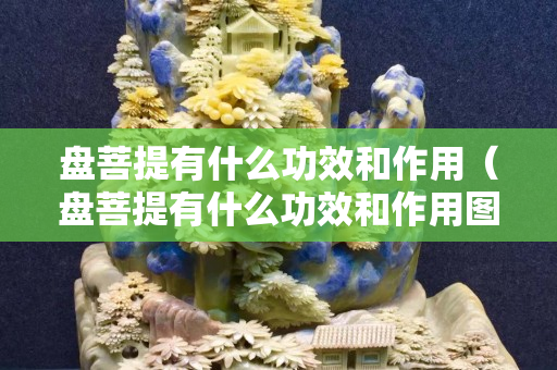 盘菩提有什么功效和作用（盘菩提有什么功效和作用图片）