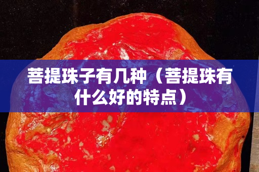 菩提珠子有几种（菩提珠有什么好的特点）