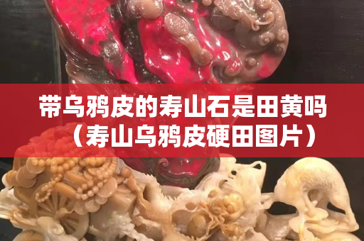 带乌鸦皮的寿山石是田黄吗（寿山乌鸦皮硬田图片）