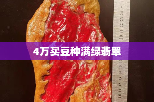 4万买豆种满绿翡翠